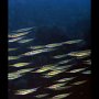 Schooling razorfish