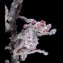 Barbiganti pygmy seahorse