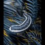 Clingfish in crinoid