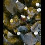 Mushroom coral shrimp