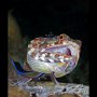 Lizardfish with cleaner wrasse and cleaner shrimp