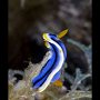 Elisabeth's chromodoris nudibranch
