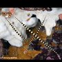 Banded pipefish