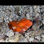 Snake eel