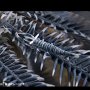 Crinoid shrimp