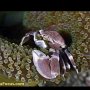 Porcelain crab