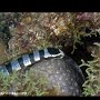 Banded sea krait