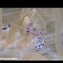 Commensal shrimp