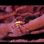 Spider crab