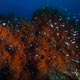 black corals