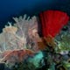 fan corals