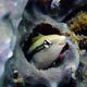 Blenny