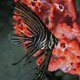 Juvenile zebra batfish