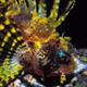 Dwarf lionfish