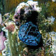 Blenny hiding in bamboo