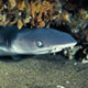 Juvenile whitetip shark