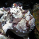 Clown frogfish