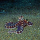 Mimic octopus