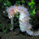 Seahorse