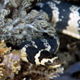 Banded sea krait, Laticauda Emydocephalus annulatus