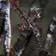 Ornate ghost pipefish