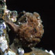 Frogfish