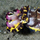 Flamboyant cuttlefish