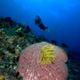 Coconut Point, Apo Island