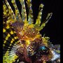 Dwarf lionfish
