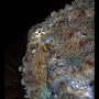 Giant octopus