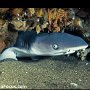Juvenile whitetipshark