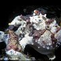 Clown frogfish