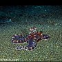 Mimic octopus