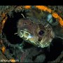 Pufferfish in a tin