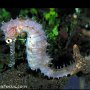 Seahorse