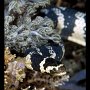 Banded sea krait, Laticauda Emydocephalus annulatus