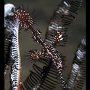 Ornate ghost pipefish