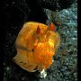 Spearing mantis shrimp