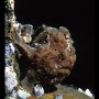 Frogfish
