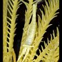 Crinoid shrimp in crinoid