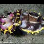 Flamboyant cuttlefish