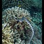 Banded sea krait, Laticauda colubrina