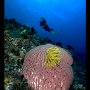 Coconut Point, Apo Island