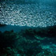 Pescador Island Sardine Run