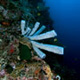 Sponges on Kasai Wall, Moalboal