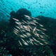 Razorfish, Dolphin House, Moalboal