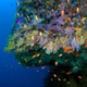 Soft corals and anthias, Pescador