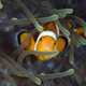 False clownfish, Tongo Point, Moalboal