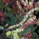 Yellowspotted pipefish, Tongo Point, Moalboal