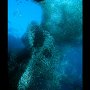 Pescador Island Sardine Run